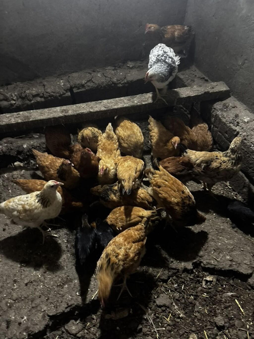 Toyuq, Damazlıq — Toyuq və xoruz, Gəncə