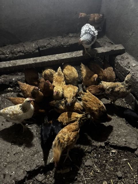 Toyuq, Damazlıq — Gəncə
