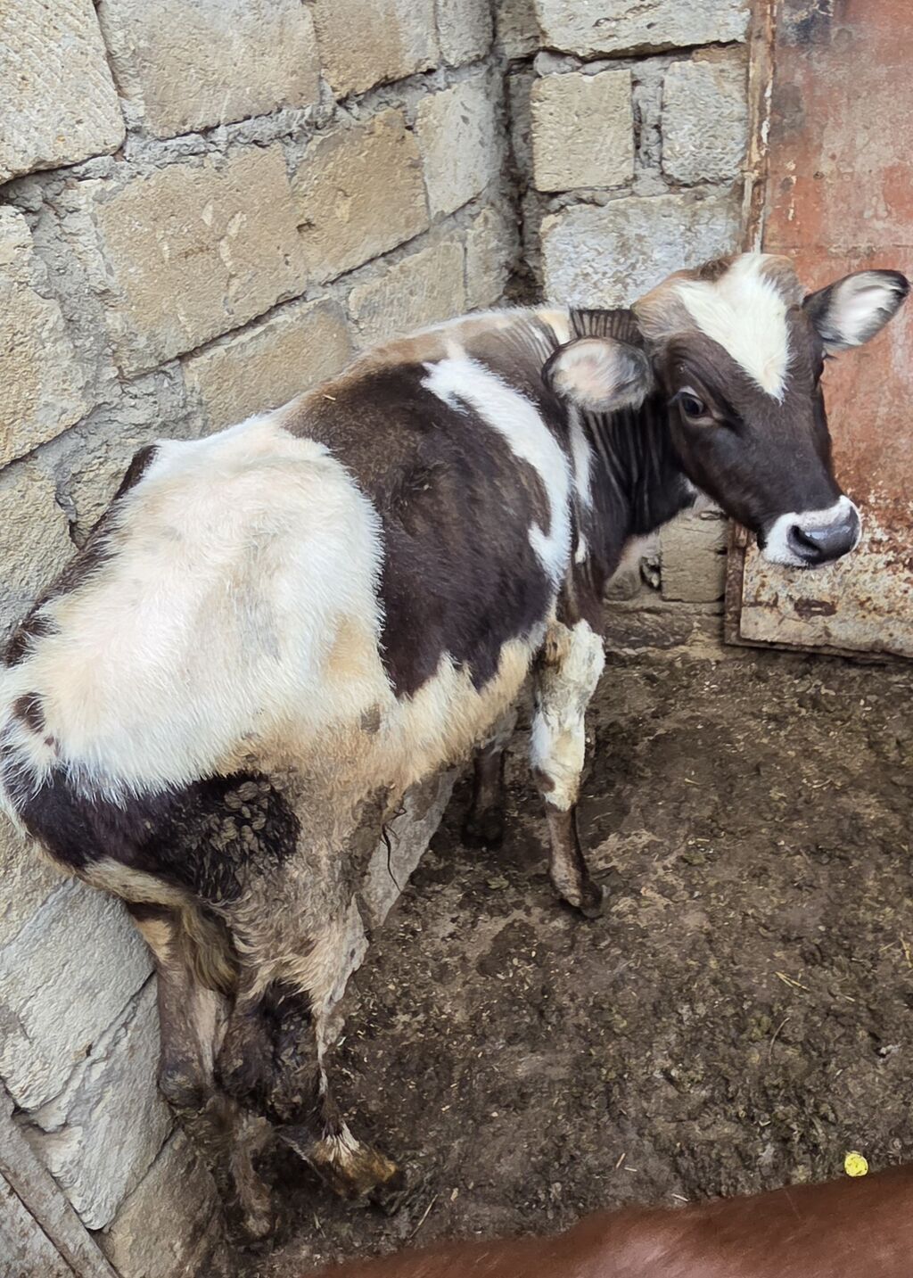 Satış üçün buzovlar - Növ: Qarışıq südçü ətlik istiqamət (alaca və — Kənd təsərrüfatı heyvanları, Qobu (3)