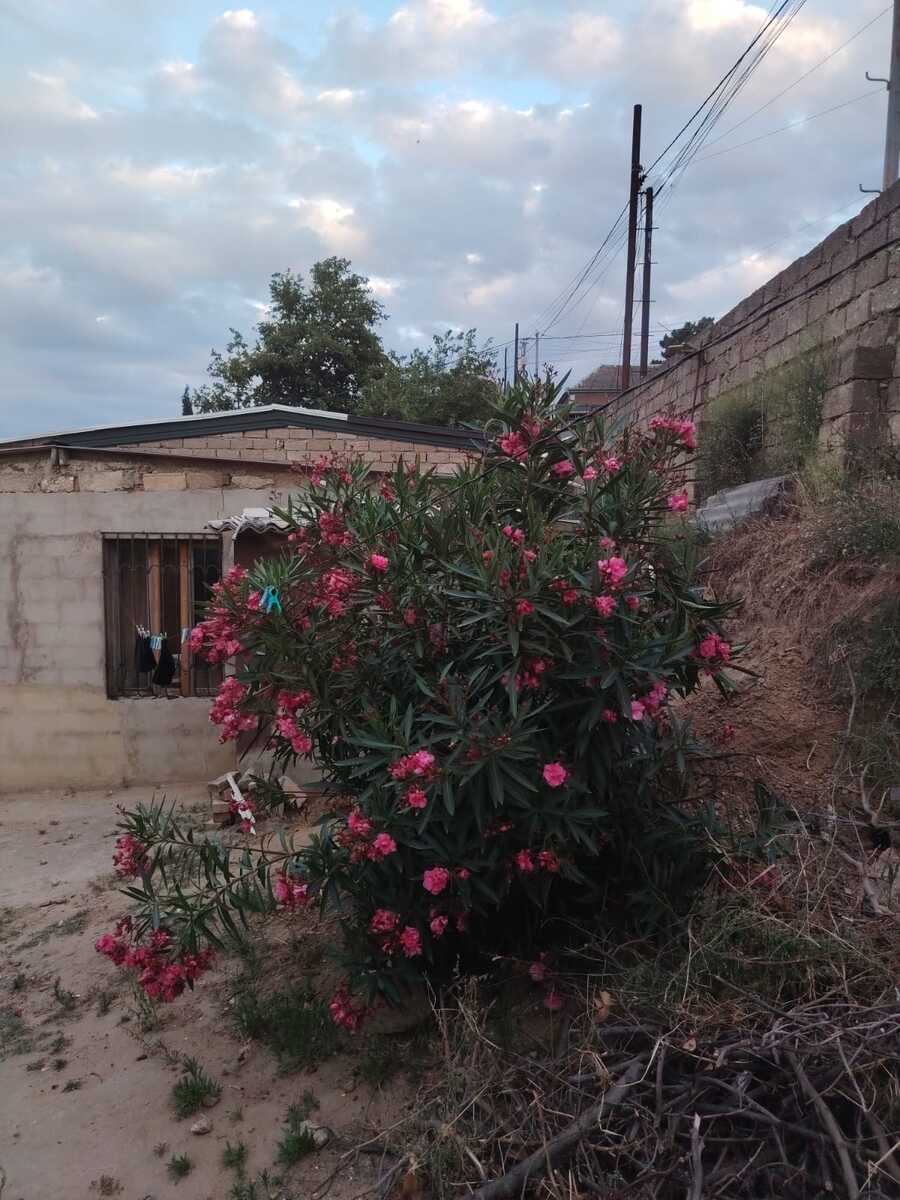 Satılır torpaq 9 sot — Torpaq, Bakı (11)