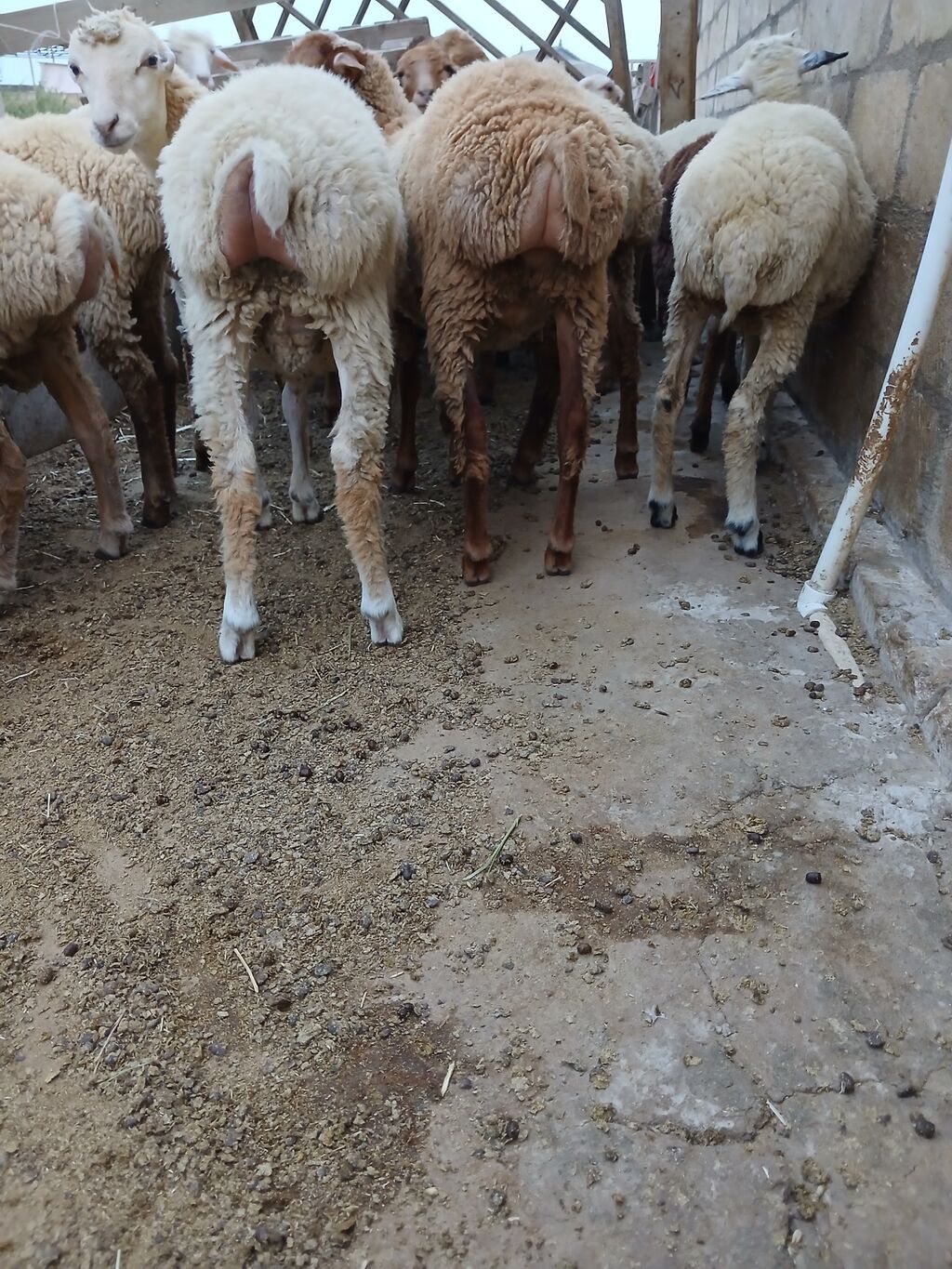 Salam kök quzular çəpişlər satılır isdəyən olsa kəsib ətində verirəm — Kənd təsərrüfatı heyvanları, Bakı (2)