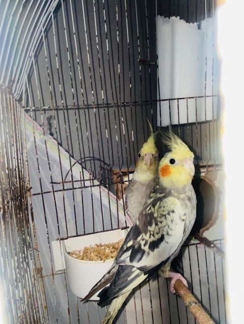 Nimfa (cockatiel) cütü – daraqlı, yanaqları narıncı ləkəli, boz-ağ — Sumqayıt
