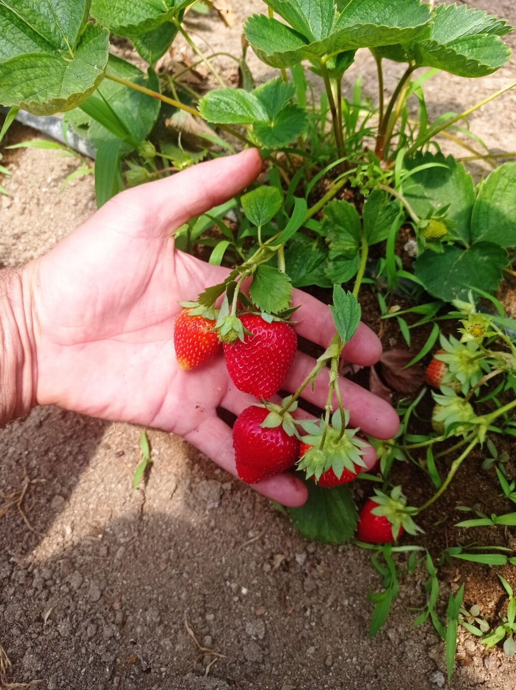 MuranoA+çiyələk stilləri satılır çox məhsuldar sortdu xəstəliklərə — Bitkilər, Digah (3)