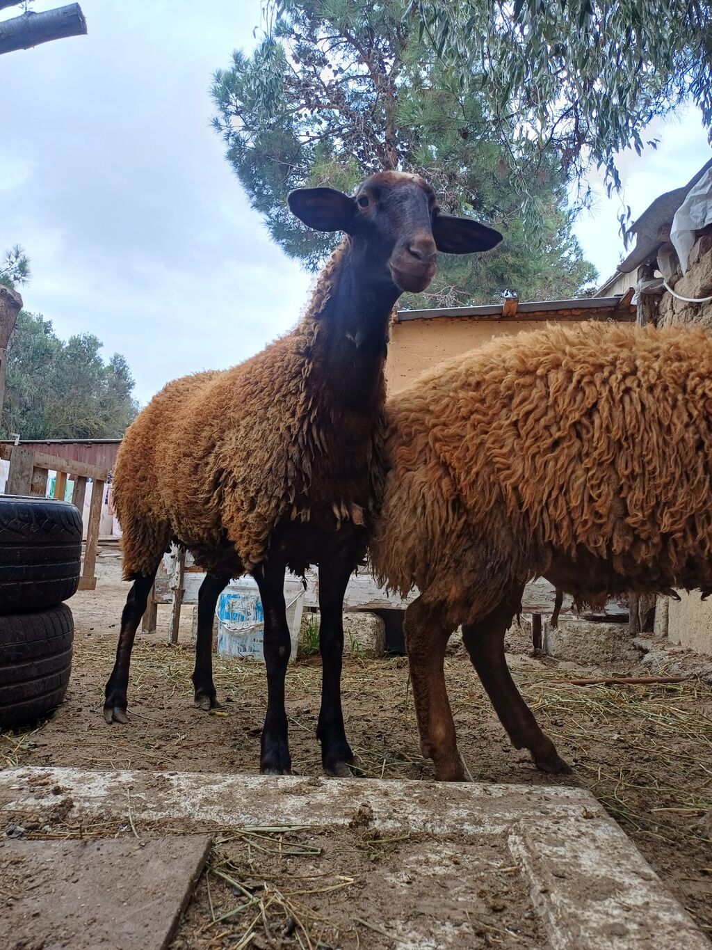 Erkək, il: 1, 45 kq, Damazlıq, Ödənişli çatdırılma — Kənd təsərrüfatı heyvanları, Digah (3)