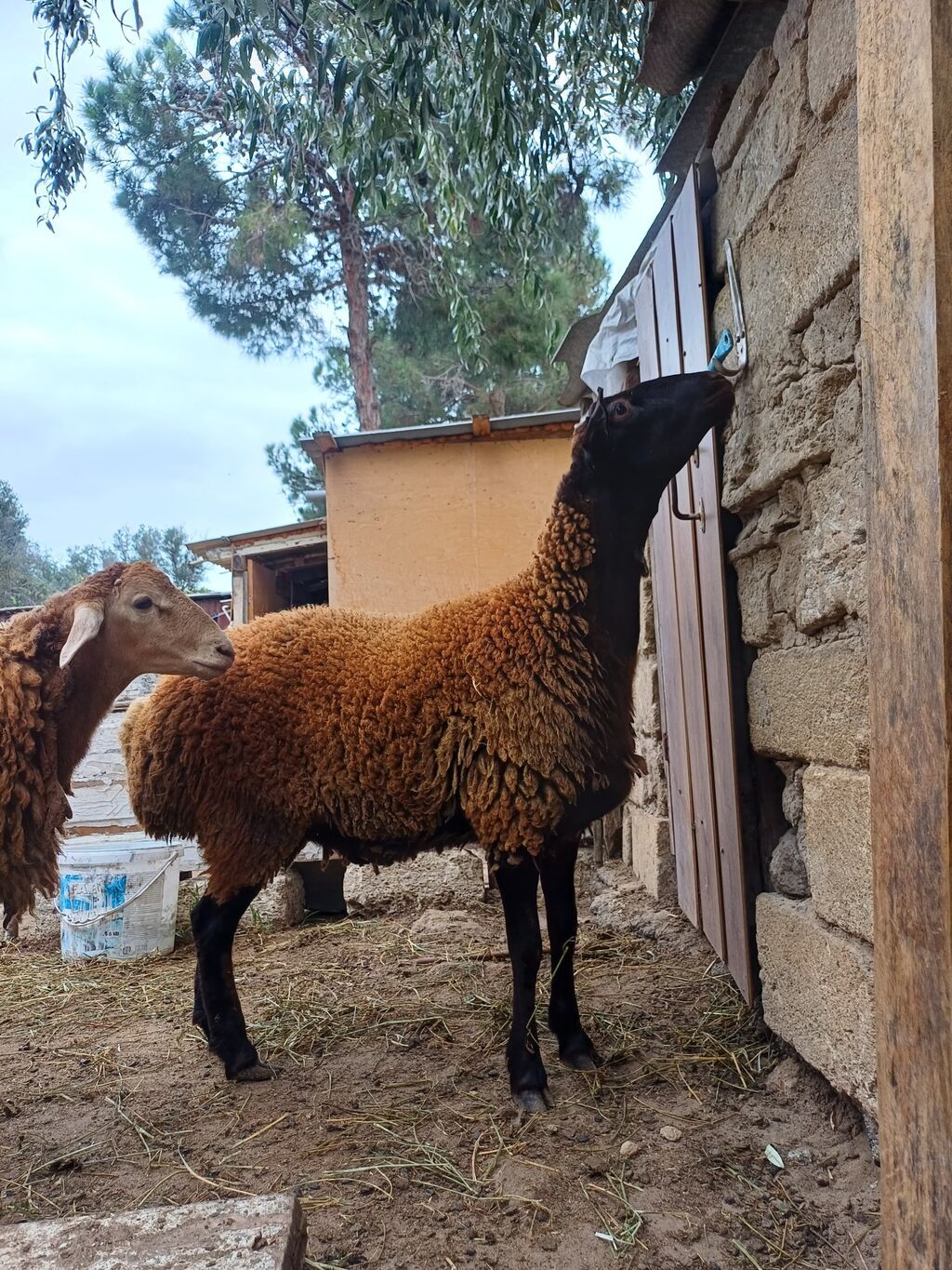 Erkək, il: 1, 45 kq, Damazlıq, Ödənişli çatdırılma — Kənd təsərrüfatı heyvanları, Digah (6)
