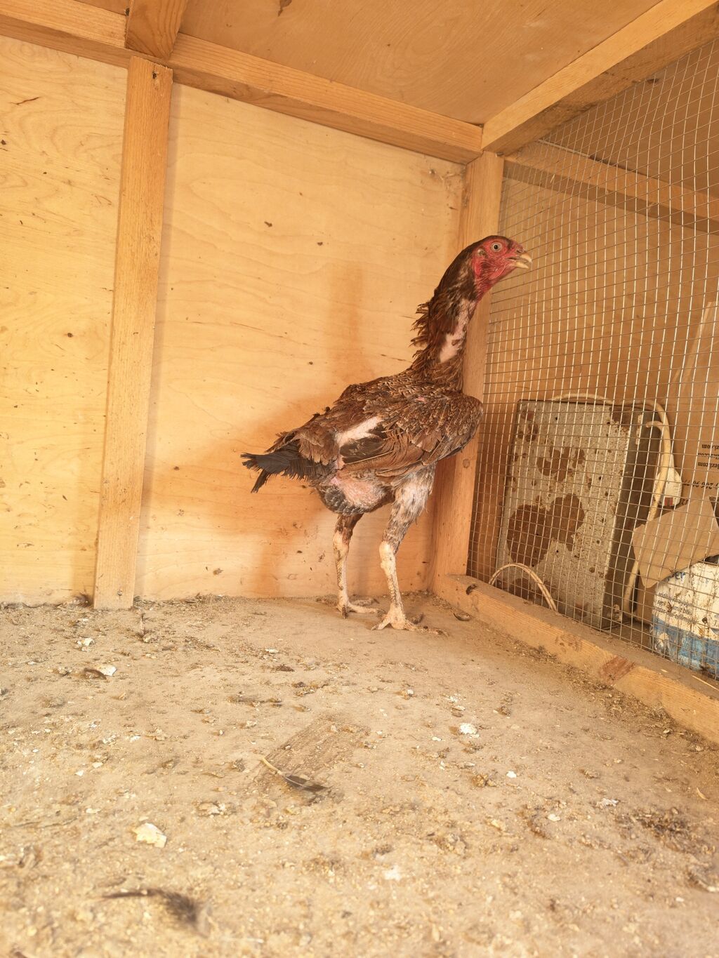 Xoruz, Heyratı, il: 2, Ödənişli çatdırılma — Toyuq və xoruz, Horadiz (2)