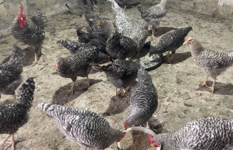 Xarkovlar Satilir 4-5 Ayliqdilar Tam saglam oz heyetimin — Digah