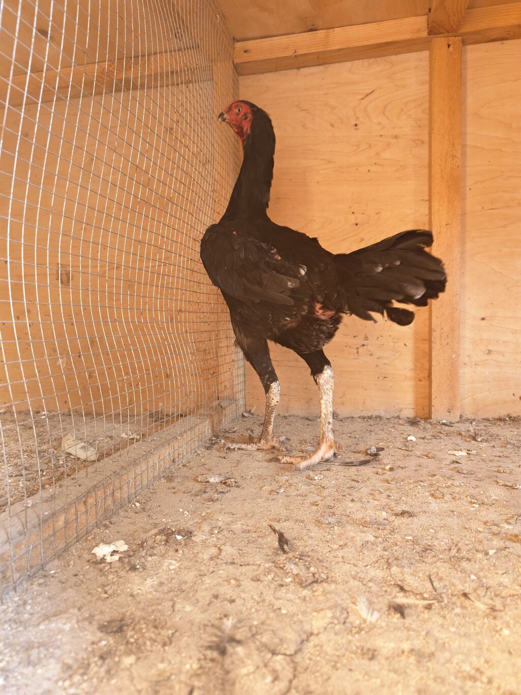 Xoruz, Heyratı, il: 2, Ödənişli çatdırılma — Toyuq və xoruz, Horadiz (6)
