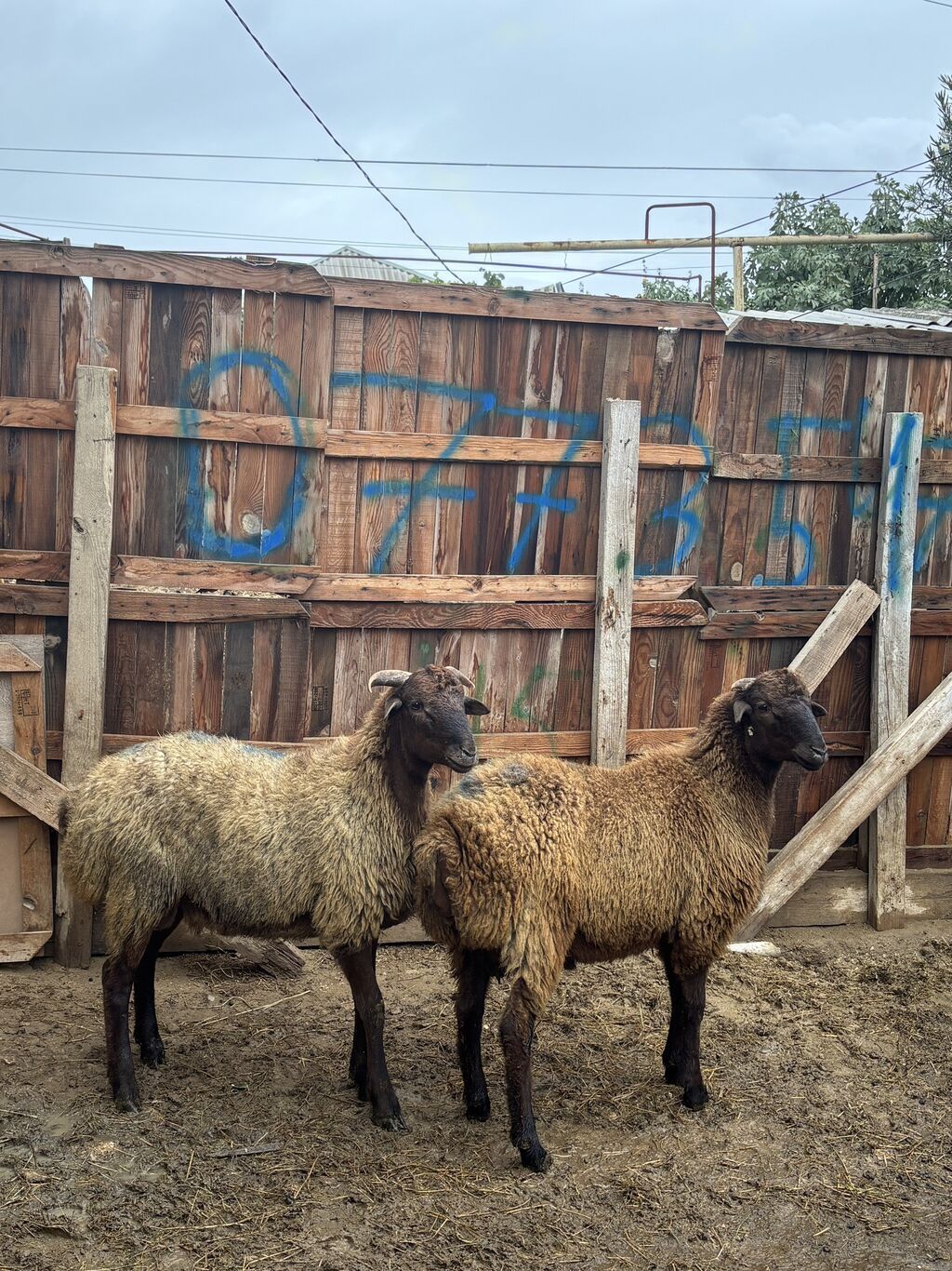 Quzu, Erkək, ay: 8, 34 kq, Ətlik, Ünvandan götürmə — Kənd təsərrüfatı heyvanları, Digah (2)