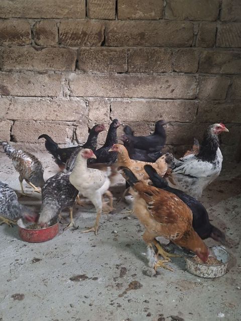 Toyuq, Damazlıq — Qobu