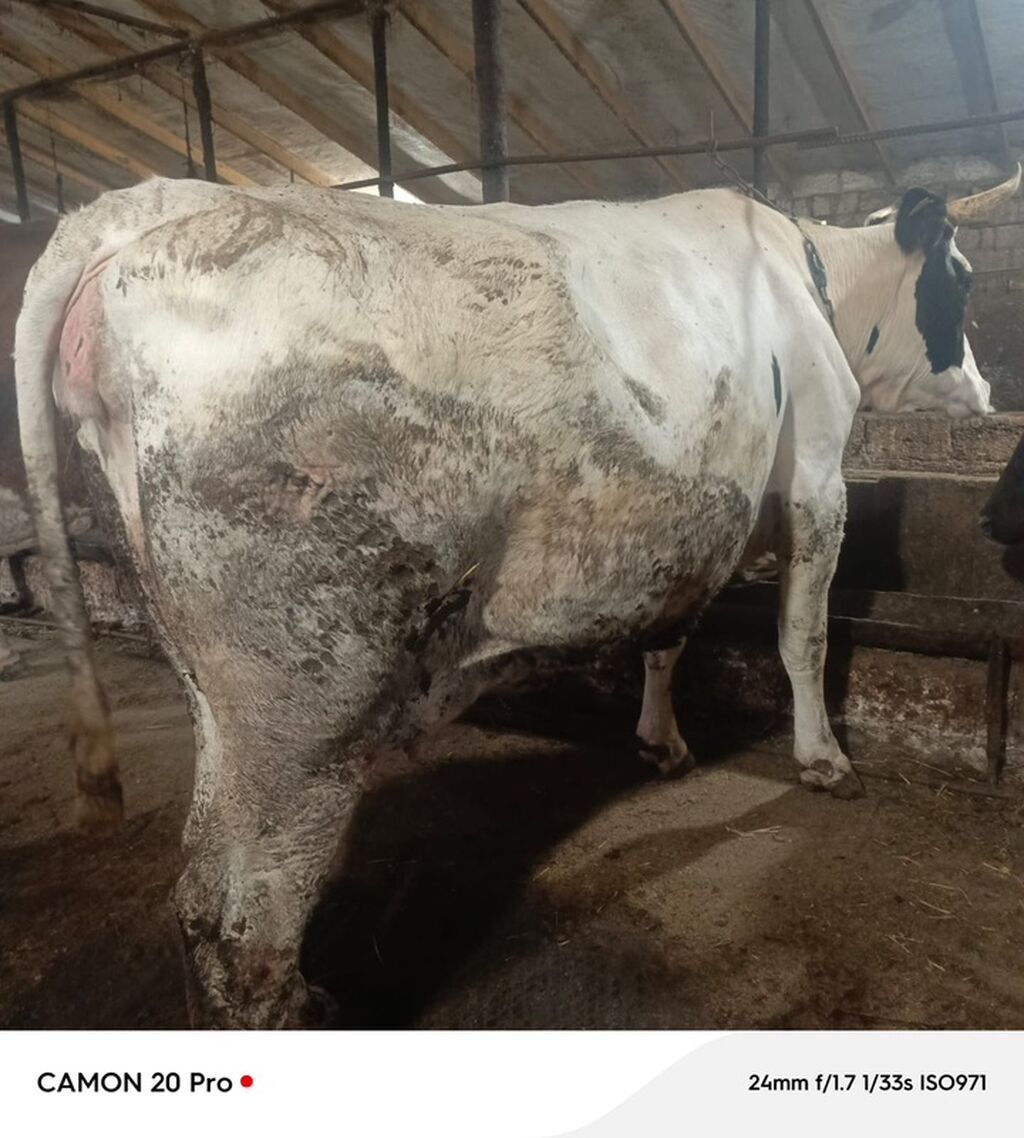 Bu inek satilir 2 ci qarina 6-7 ayliq bogazdi simmental bugadan gelib — Kənd təsərrüfatı heyvanları, Bakı (3)