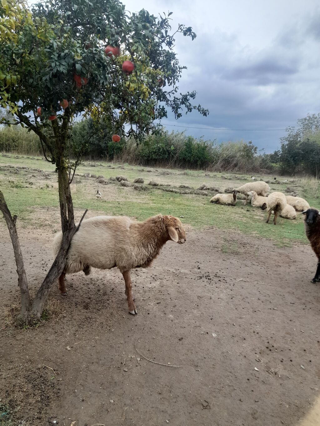 Diri cekisi 60kq olan damazliq .ceki ile 17manatdan — Kənd təsərrüfatı heyvanları, Salyan (3)