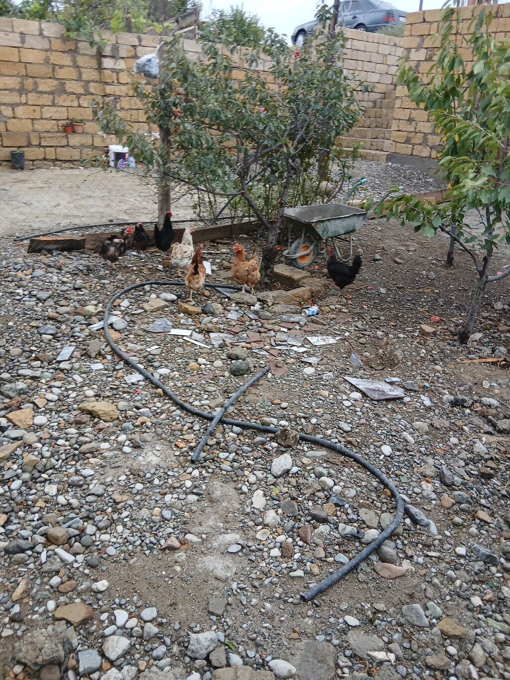 Toyuq, Damazlıq — Toyuq və xoruz, Sumqayıt (6)