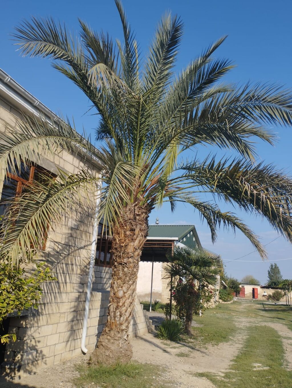 Xurma palmı (Phoenix dactylifera tipli) – iri, dekorativ landşaft — Ağaclar və fidan, Digah
