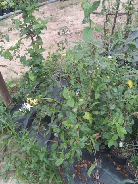 Bitki: Hanımeli (Lonicera japonica – ətirli sarmaşıq) Təsvir: - Güclü — Digah