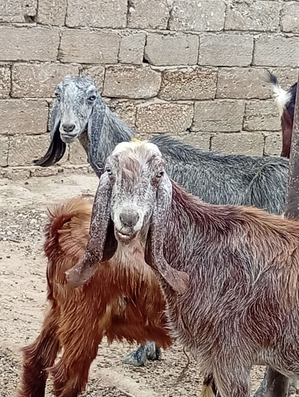 Saf qan damazlıq f5 deyilen helebin şami cinsidi öz heyetimin — Kənd təsərrüfatı heyvanları, Digah (3)
