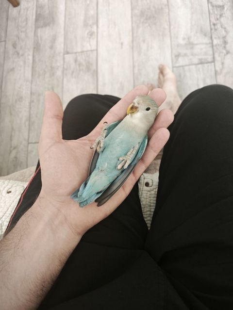 Ağüzlü-mavi sevgi quşu (lovebird) - Növ: Ağüzlü sevgi quşu (Agapornis — Bakı