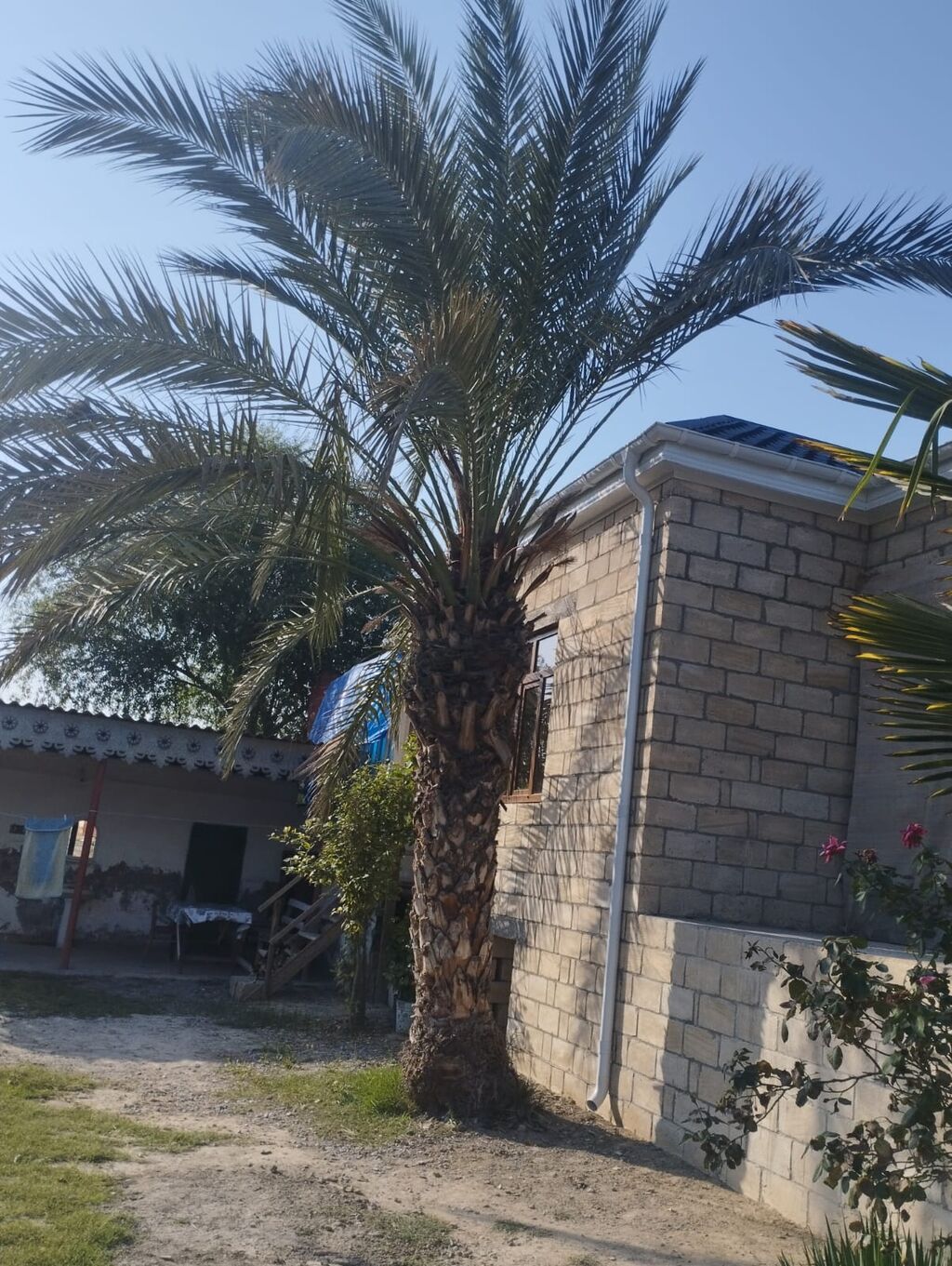 Xurma palmı (Phoenix dactylifera tipli) – iri, dekorativ landşaft — Ağaclar və fidan, Digah (2)