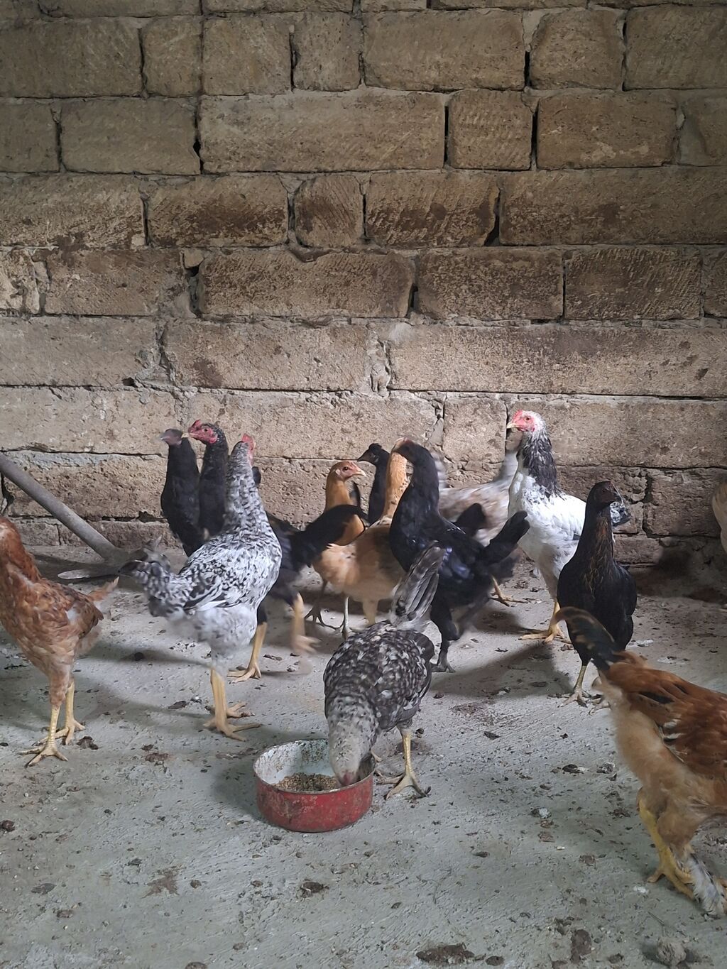 Toyuq, Damazlıq — Toyuq və xoruz, Qobu (2)