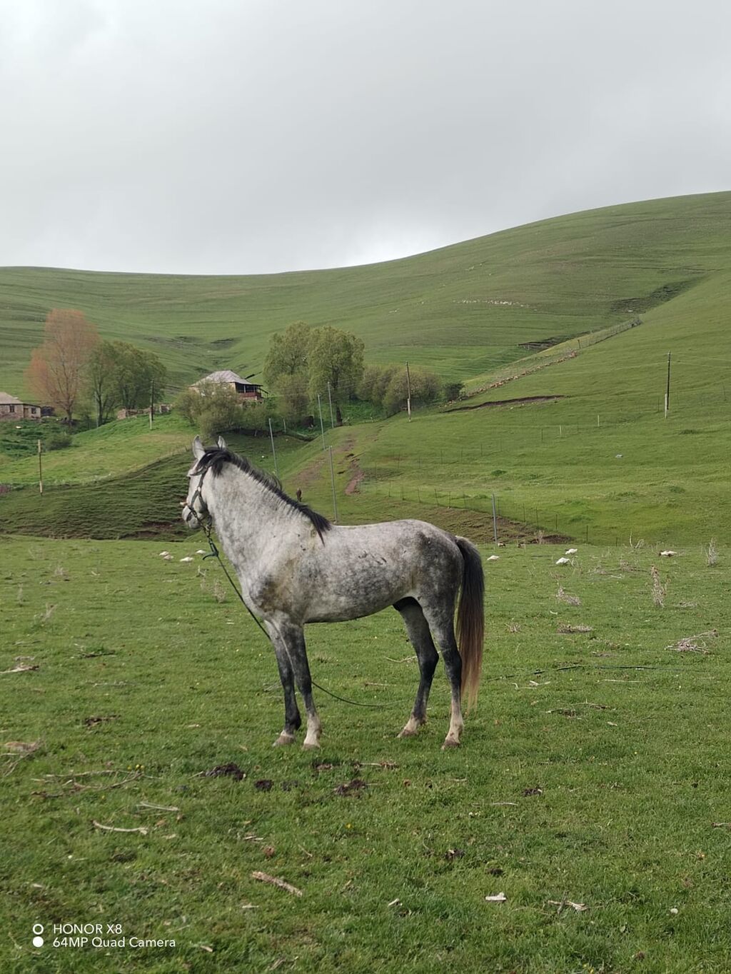 Boz rəngli, zərif quruluş at yaş 6 qiymət 2500m erkek di +994 55 861 — Atlar, Yevlax