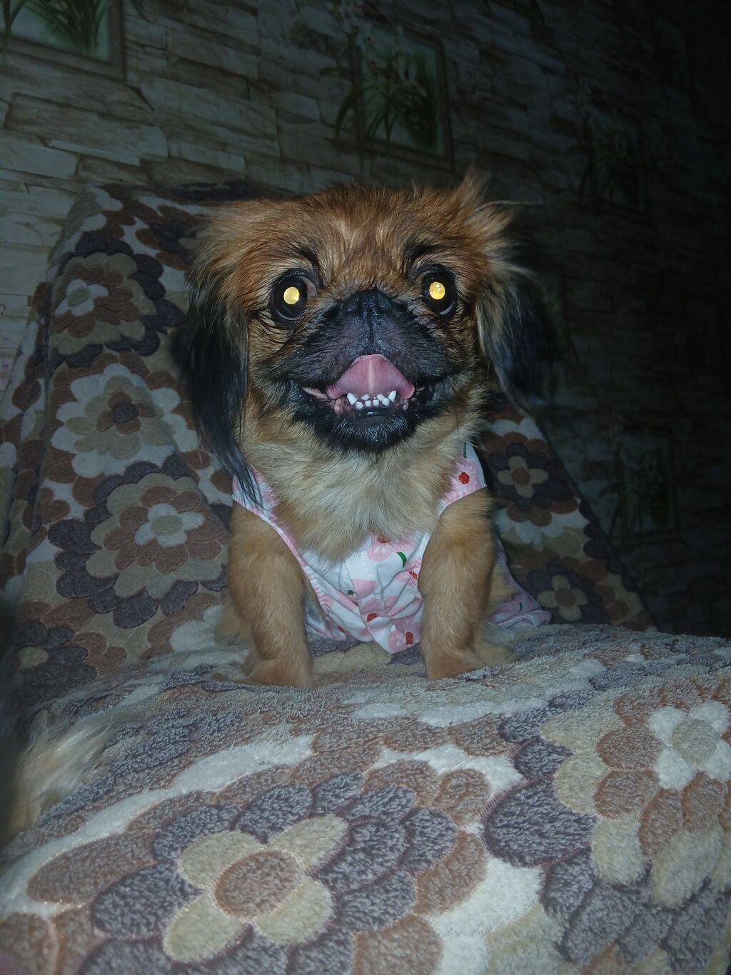 Pekines, 1 il, Dişi, Peyvəndli, Ünvandan götürmə — Köpəklər, Ceyranbatan (2)