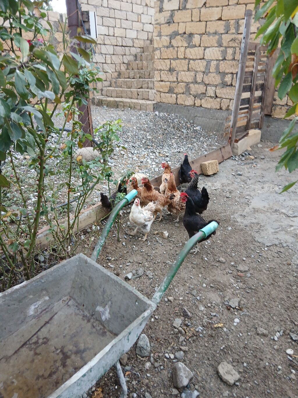 Toyuq, Damazlıq — Toyuq və xoruz, Sumqayıt (2)