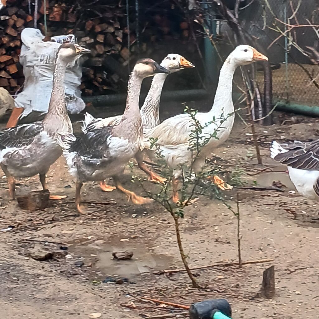 4 dənə qaz 4 aylıqdılar hamsı birliydə 80 manat - Fotoşəkillərdəki — Digərləri, Digah
