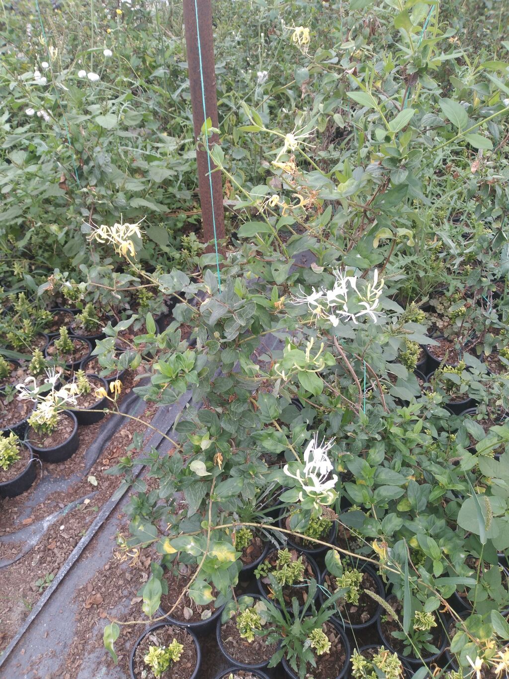 Bitki: Hanımeli (Lonicera japonica – ətirli sarmaşıq) Təsvir: - Güclü — Bitkilər, Digah (2)