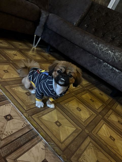 Pekines, Erkək — Şəmkir
