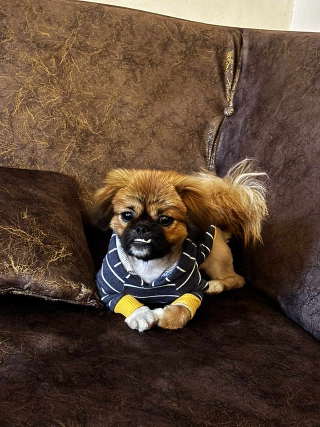 Pekines, Erkək — Köpəklər, Şəmkir (2)