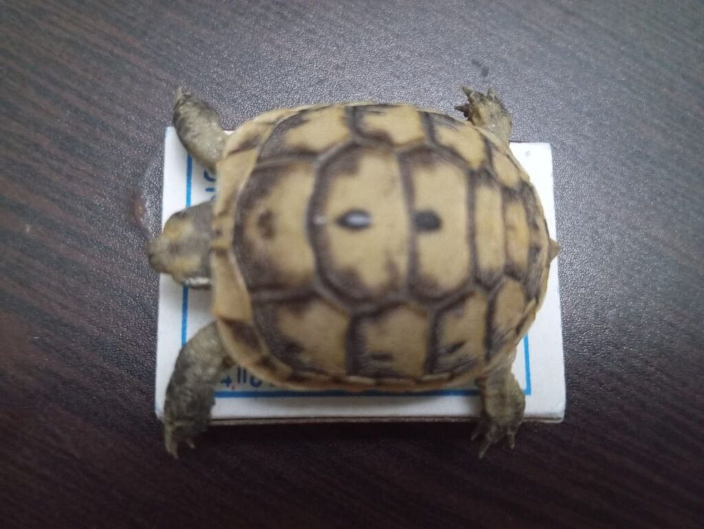 Salam. Minnacik,sipsirin tisbaga satilir. Quru tisbagasidir. Bapbalaca — Digər heyvanlar, Bakı (9)