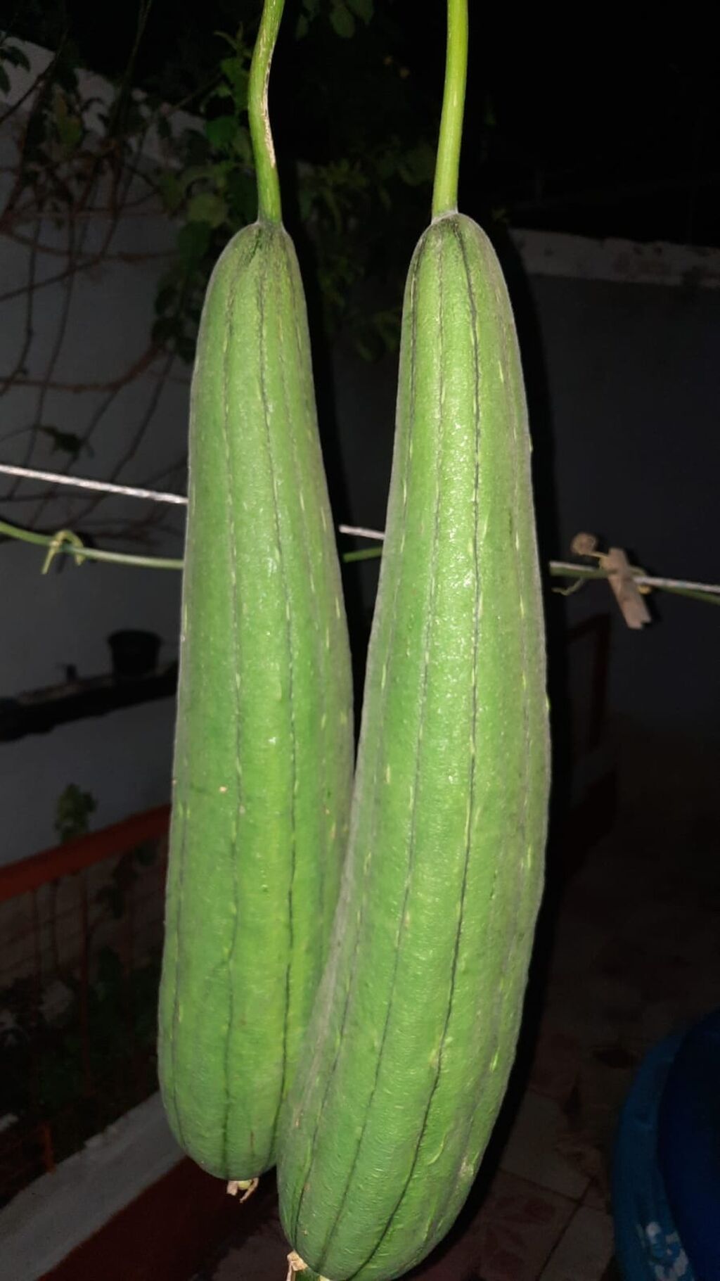 Öz həyətimdən yığılmış Təbii LİF Qabağı (Luffa) toxumları Şəkildə — Bitkilər, Digah (2)