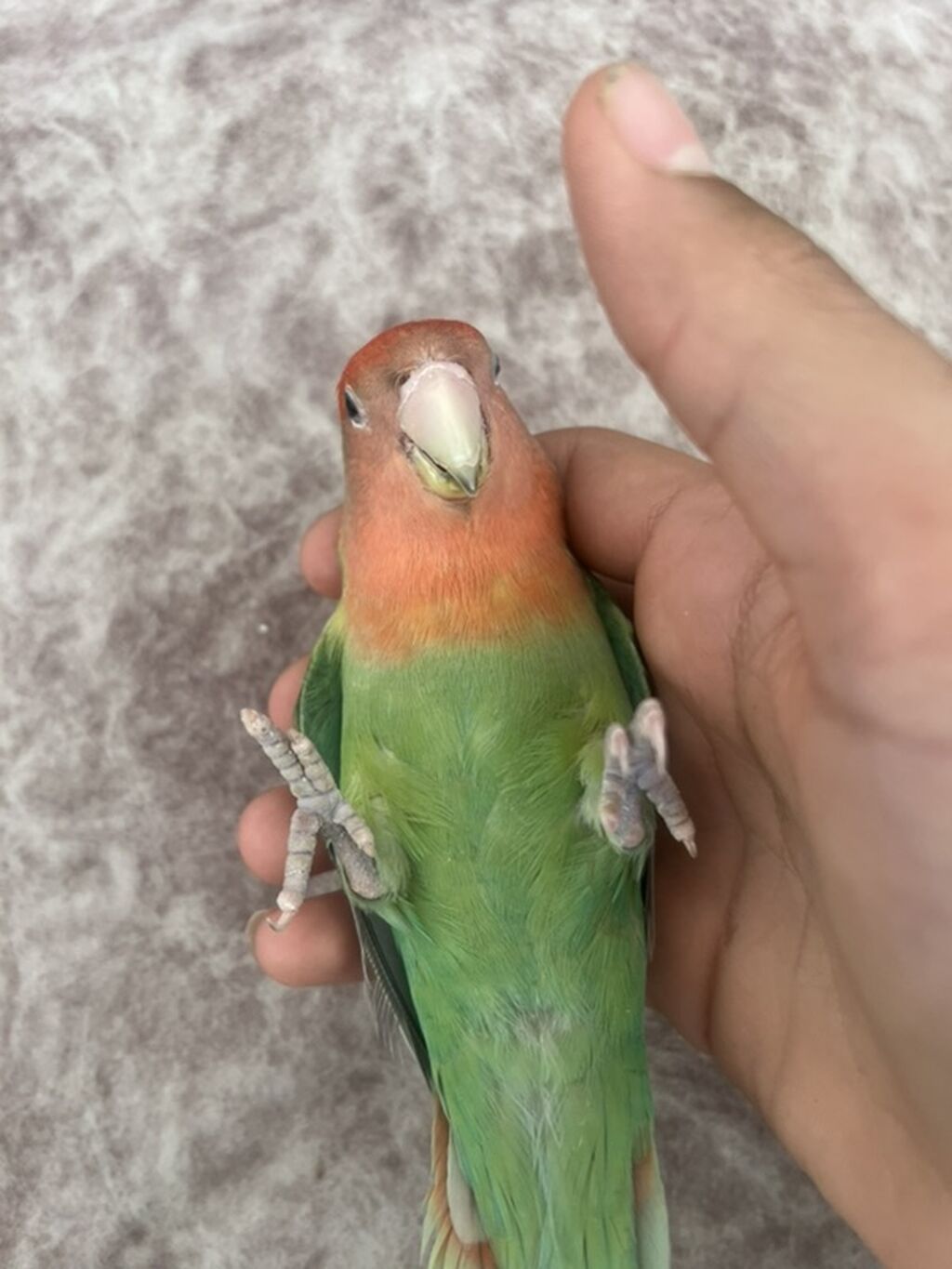 Məhsul: Cüt “lovebird” (agapornis) tutuquşusu və qəfəs dəsti Təsvir — Tutyun papağayı, Bakı (3)