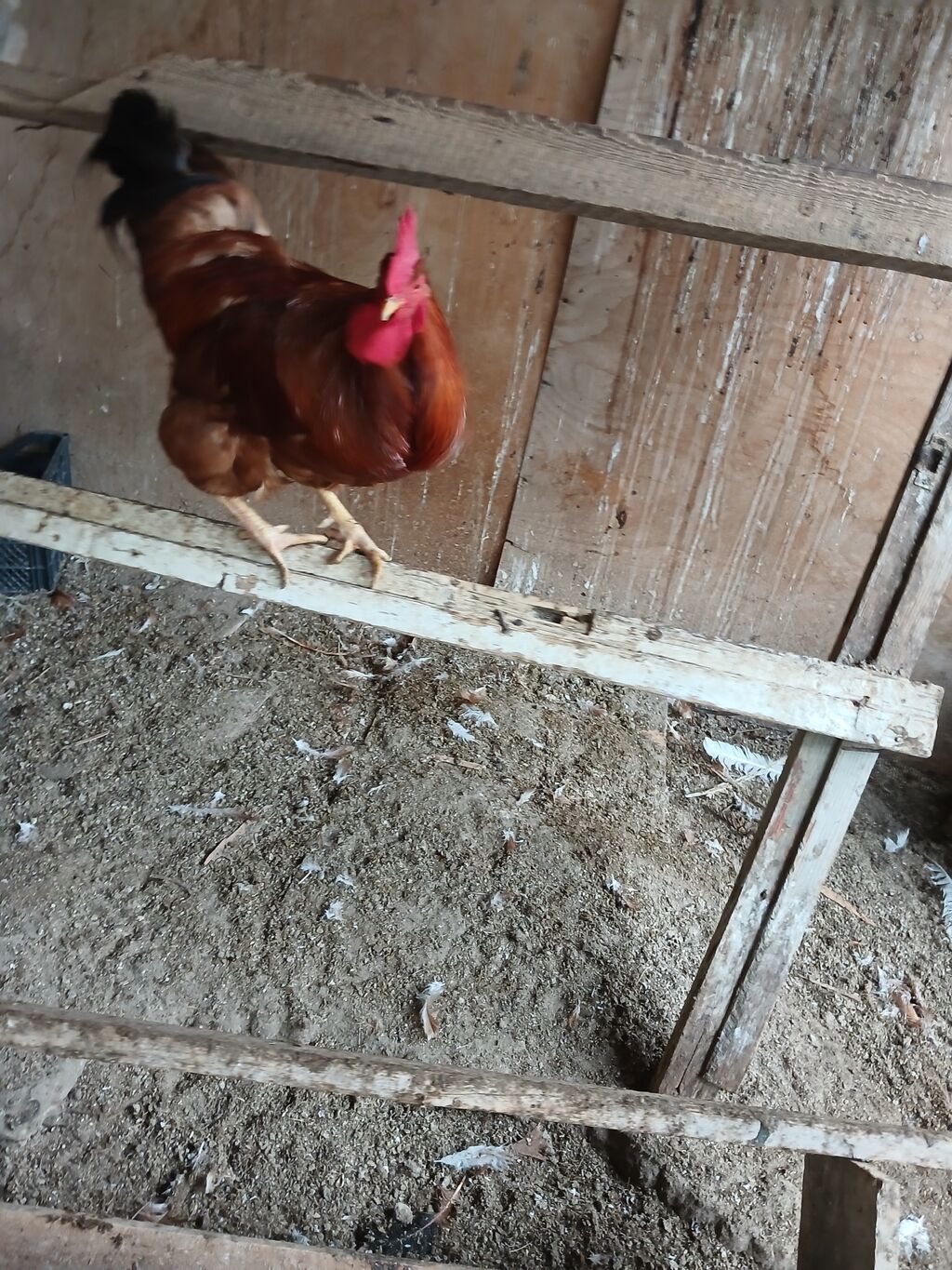 Hamşira sortu - Cins: yerli ət–yumurta istiqamətli xoruz - Rəng — Toyuq və xoruz, Bakı (4)