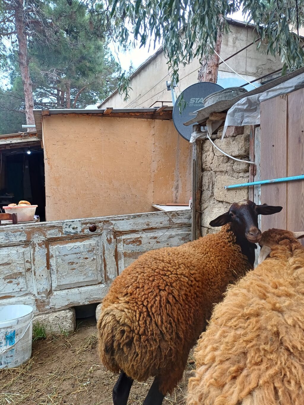 Erkək, il: 1, 45 kq, Damazlıq, Ödənişli çatdırılma — Kənd təsərrüfatı heyvanları, Digah (8)