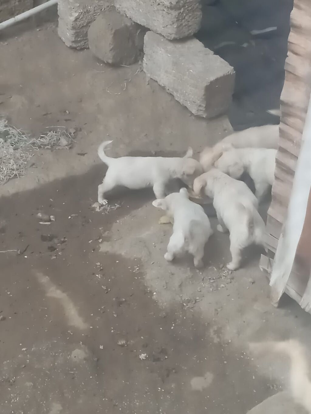 Zvonok, 2 ay, Erkək — Köpəklər, Digah (3)