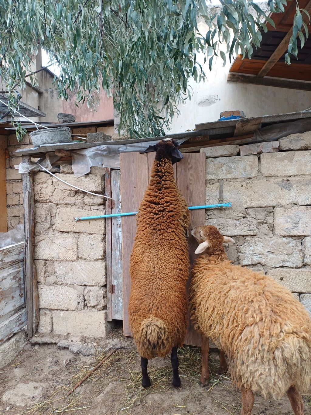 Erkək, il: 1, 45 kq, Damazlıq, Ödənişli çatdırılma — Kənd təsərrüfatı heyvanları, Digah (2)