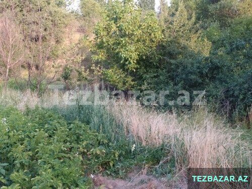 Şamaxı rayonu Əngəxaran kəndi — Torpaq, Şamaxı (8)