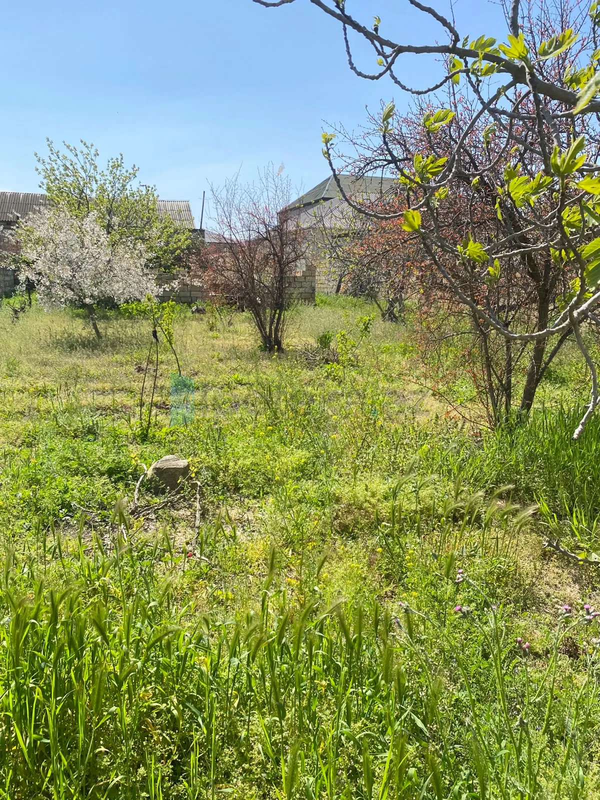 Satılır: Torpaq, Abşeron r., Saray q., 5.00 sot — Torpaq, Saray (2)