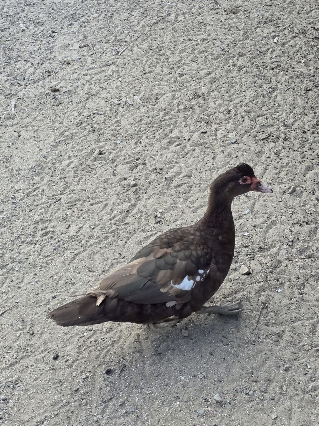 Muscovy (indoutka) ördəyi – qəhvəyi rəngli, bədənində ağ ləkələr — Digərləri, Bakı