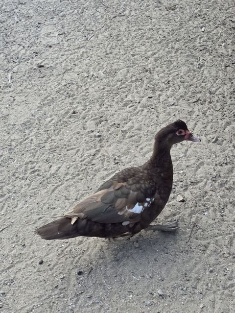 Muscovy (indoutka) ördəyi – qəhvəyi rəngli, bədənində ağ ləkələr — Bakı