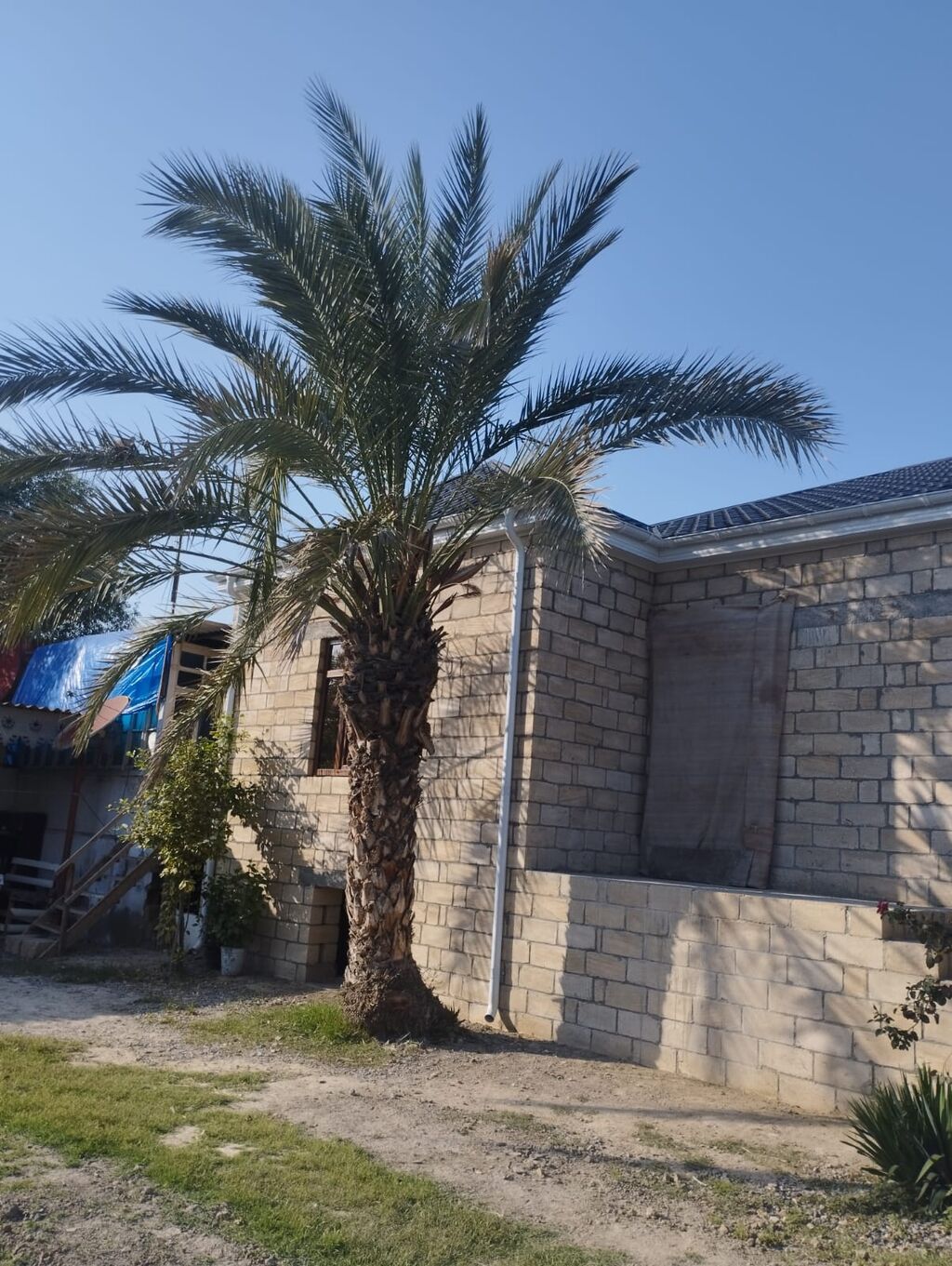 Xurma palmı (Phoenix dactylifera tipli) – iri, dekorativ landşaft — Ağaclar və fidan, Digah (3)