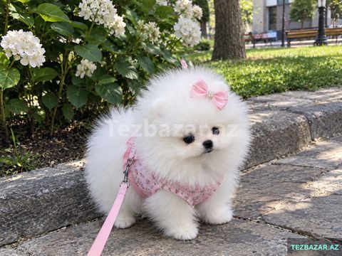Pomerian Spitz satlir mini — Bakı