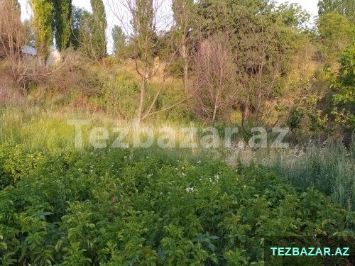 Şamaxı rayonu Əngəxaran kəndi — Torpaq, Şamaxı (9)
