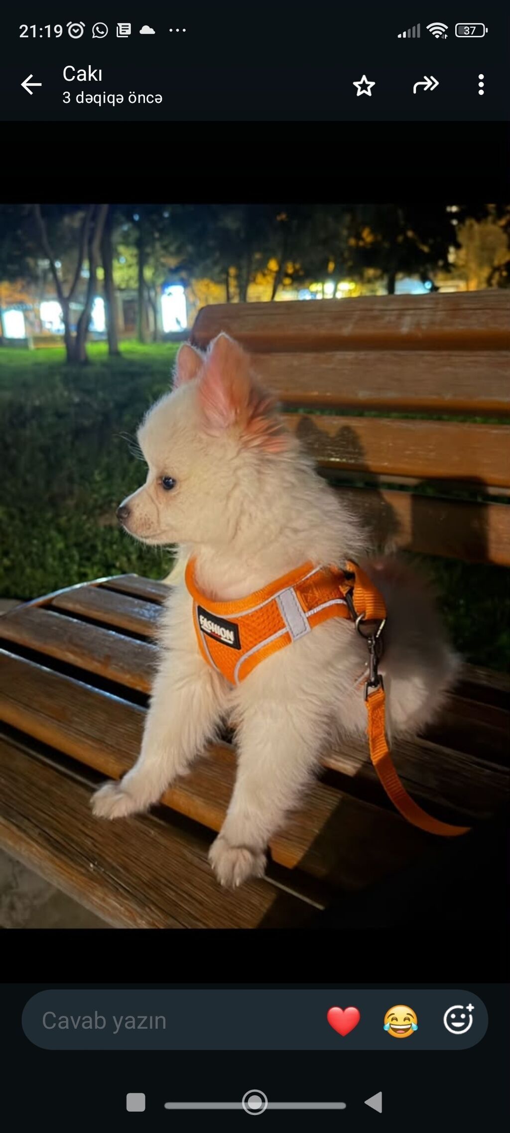 Pekines, 6 ay, Dişi, Pulsuz çatdırılma — Köpəklər, Bakı (2)