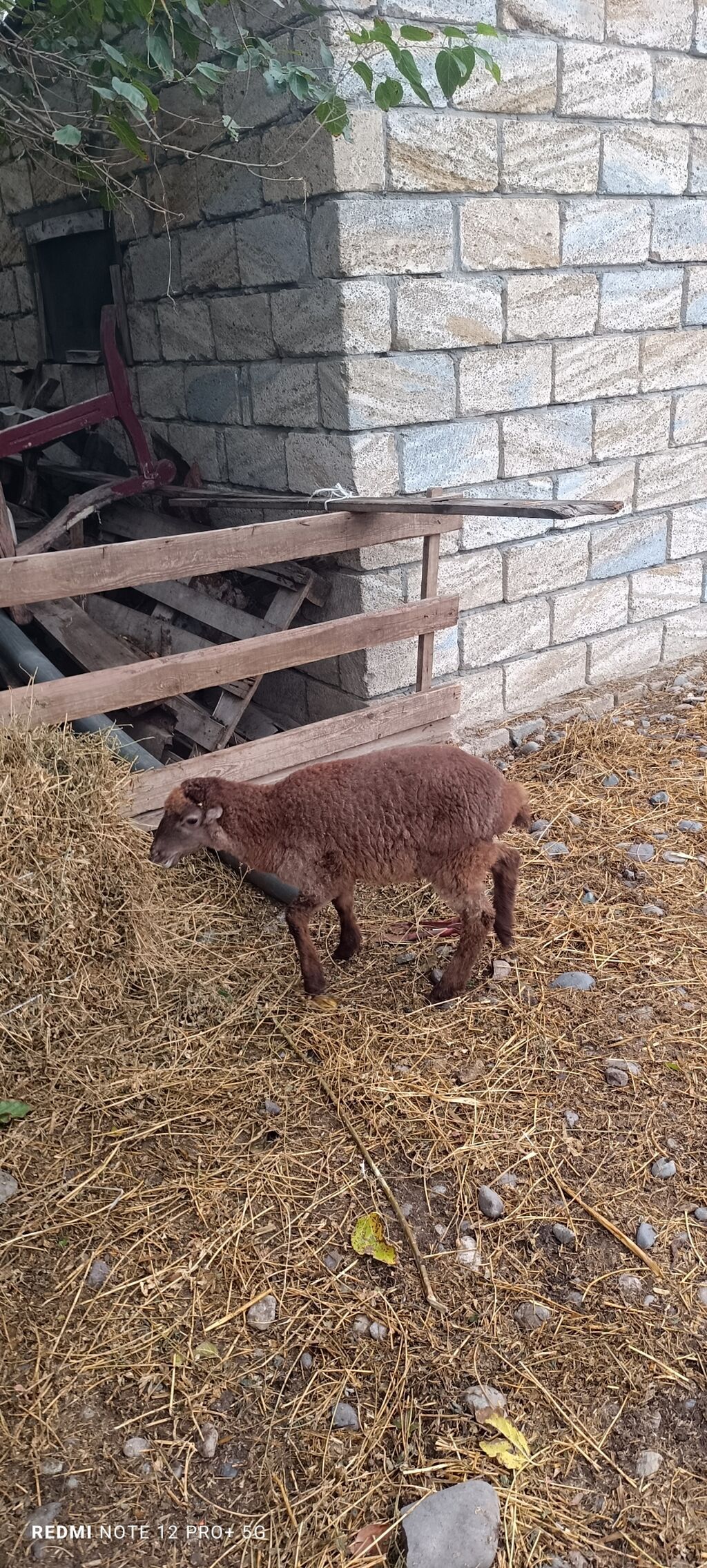 1 ay yarımlıq quzudu ekiz Taydı — Kənd təsərrüfatı heyvanları, Biləsuvar (2)