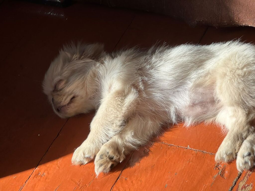 Pekines, 2 ay, Dişi, Peyvəndli, Ünvandan götürmə, Rayonlara çatdırılma — Köpəklər, Gəncə (2)
