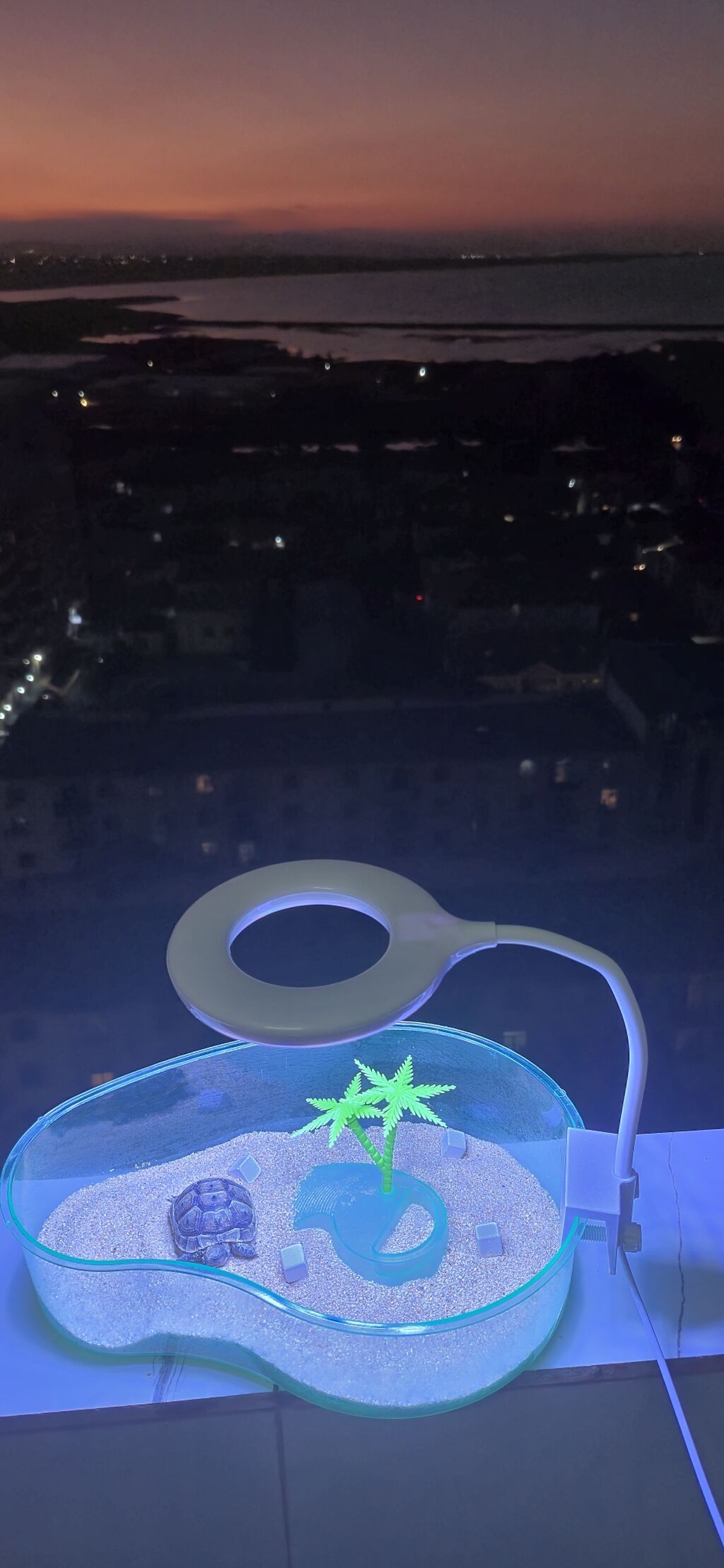 Mini tısbağa üçün dekorativ akvaterrarium və LED masa lampası dəsti — Akvariumlar və balıqlar, Xırdalan
