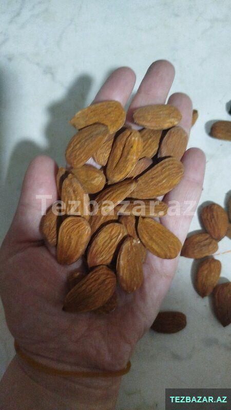 Qabiqli badam — Bitkilər, Göygöl (4)