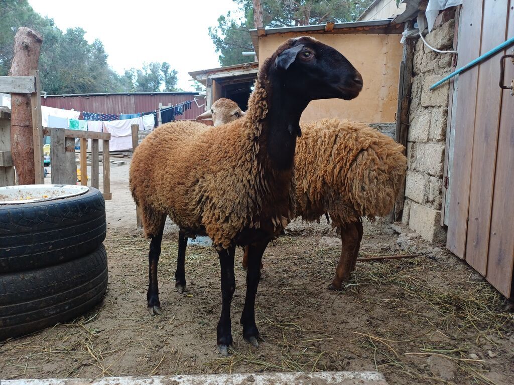 Erkək, il: 1, 45 kq, Damazlıq, Ödənişli çatdırılma — Kənd təsərrüfatı heyvanları, Digah (4)
